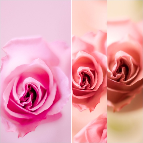rose-4.jpg