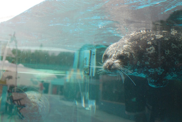 zenigataazarashi (2).JPG