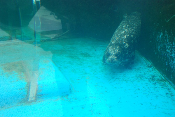 zenigataazarashi (3).JPG