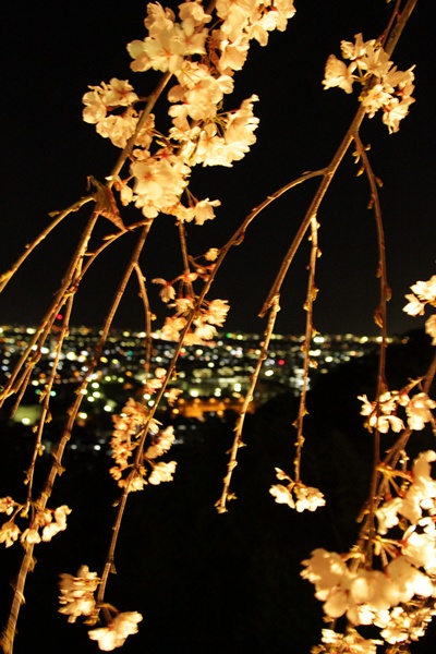 夜桜も