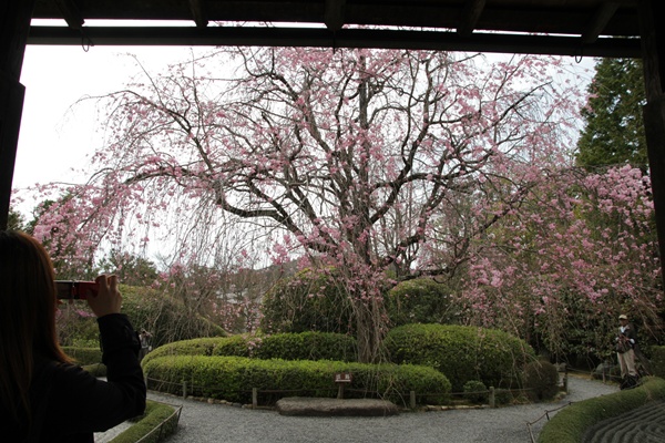 桜に魅せられて　京都