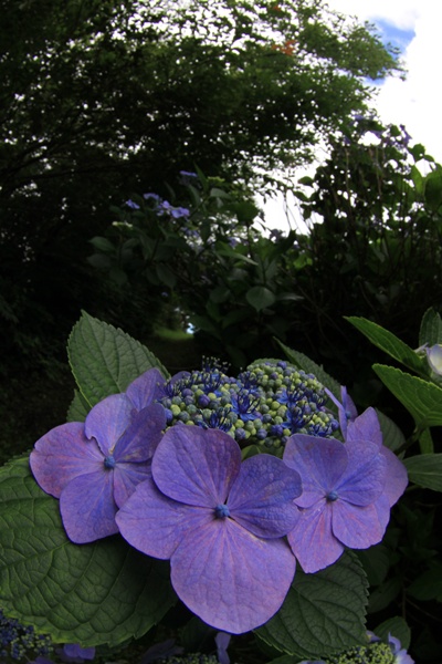 20100717-4.JPG