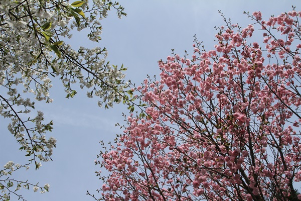 神山しだれ桜