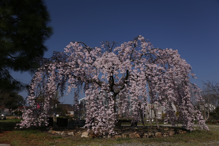 薬草植物園の枝垂れ桜