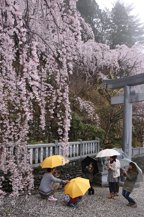 川井峠の桜