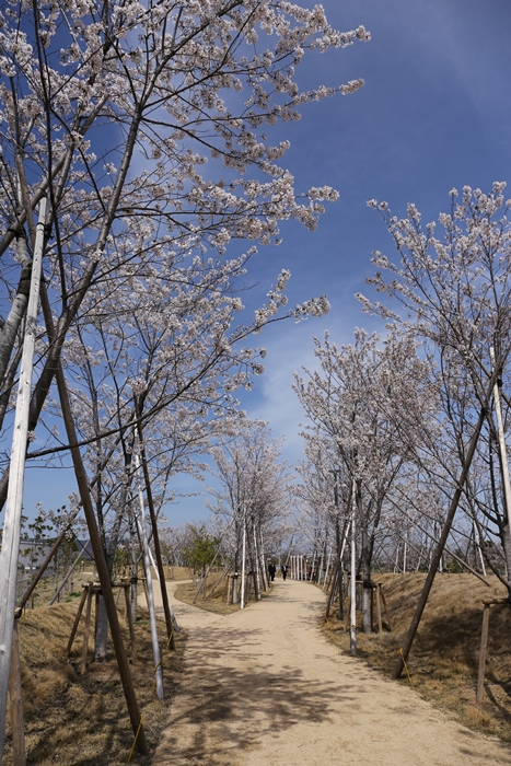 大鵬薬品工場の桜並木