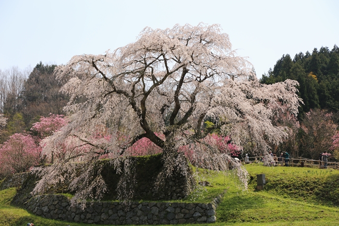 奈良の桜　
