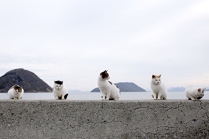 佐柳島　猫たち