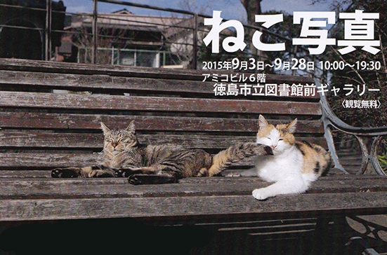 cats2.jpg