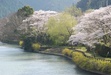川口ダムの湖面　桜並木