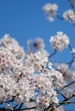 川口ダムの湖面　桜並木