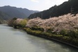 川口ダムの湖面　桜並木