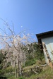 2010年4月4日　お花見　青い空