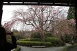 2010年4月5日　京都　退蔵院　