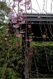 2010年4月5日　退蔵院　しだれ桜