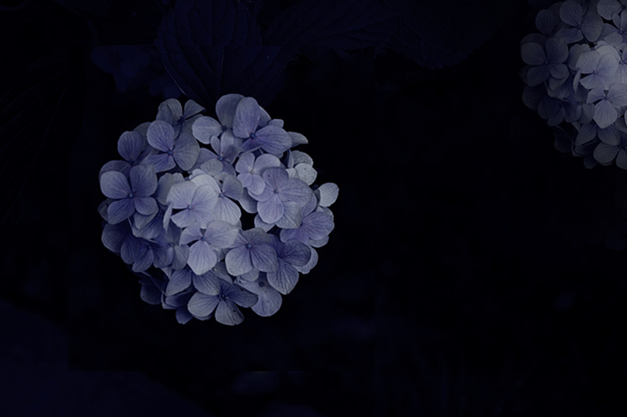 奈良の紫陽花